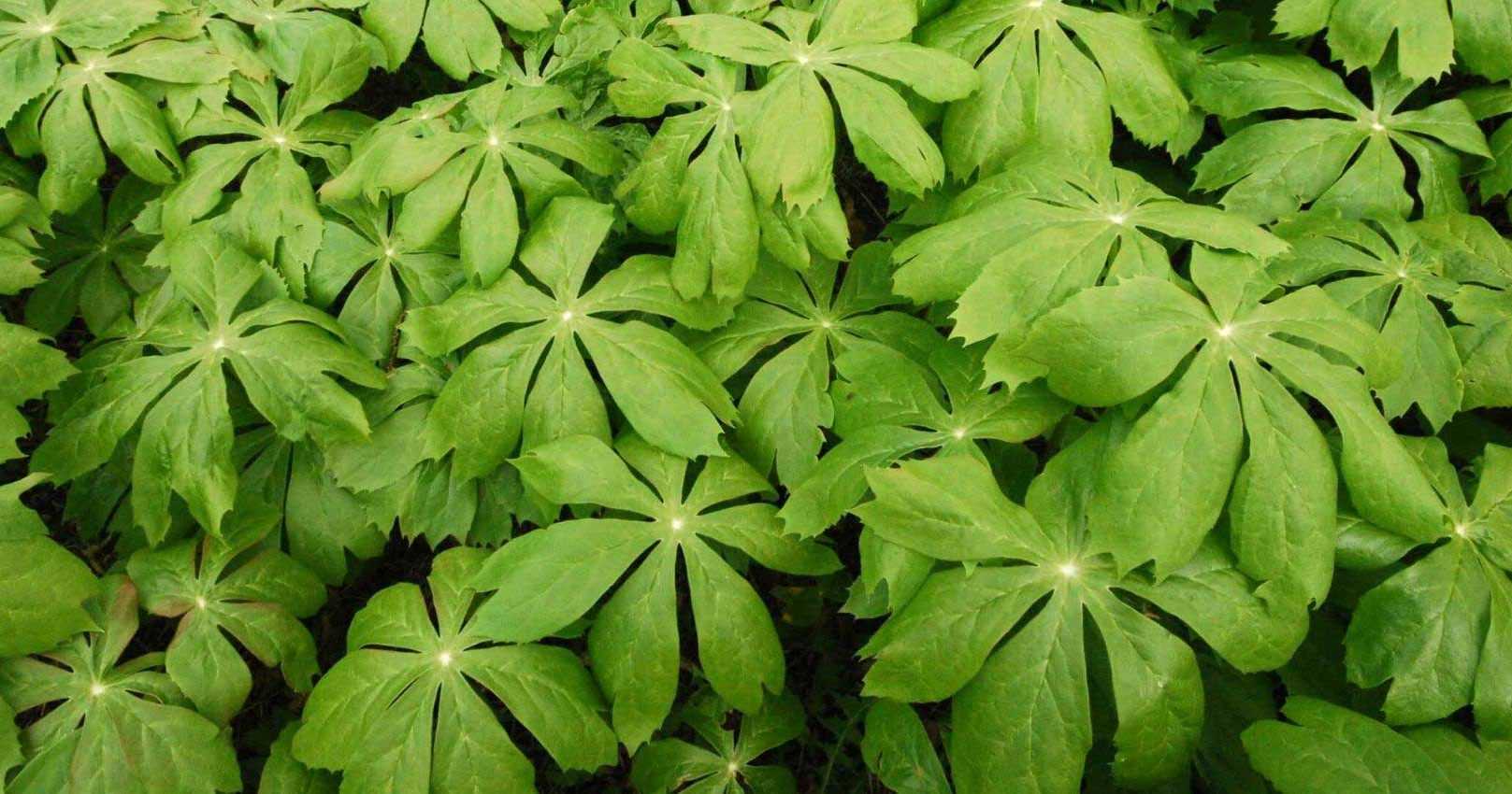 Know Podophyle Podophyllum : plantation, culture et entretien - Nos conseils