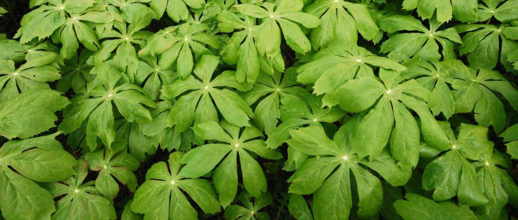 Podophyllum : planter, cultiver et entretenir