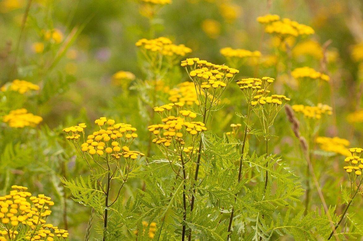 tanacetum