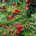 If, Taxus baccata : planter, entretenir