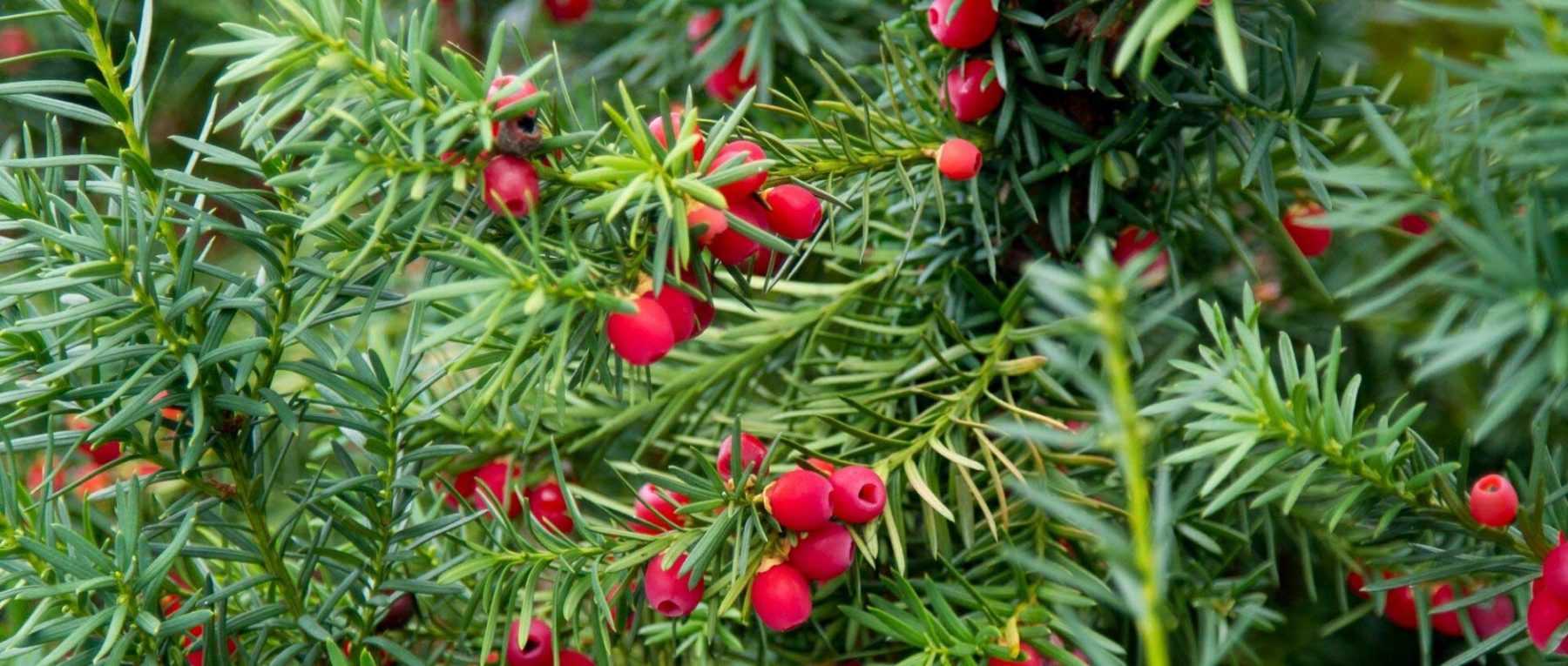 If, Taxus baccata : planter, entretenir