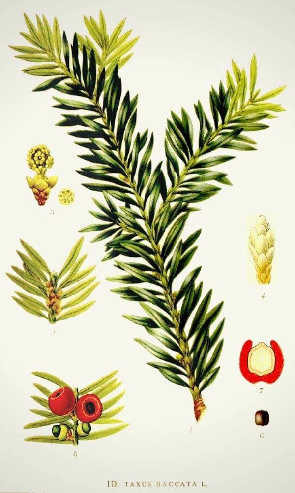 Planche botanique représentant le Taxus baccata, ou If commun