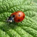 Accueillir les insectes du jardin : 7 abris à fabriquer soi-même