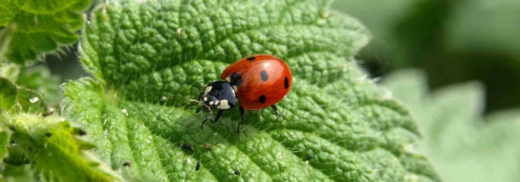 Accueillir les insectes du jardin : 7 abris à fabriquer soi-même