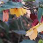 Abutilon : bien l'hiverner