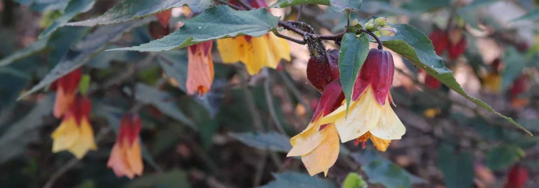 Abutilon : bien l'hiverner