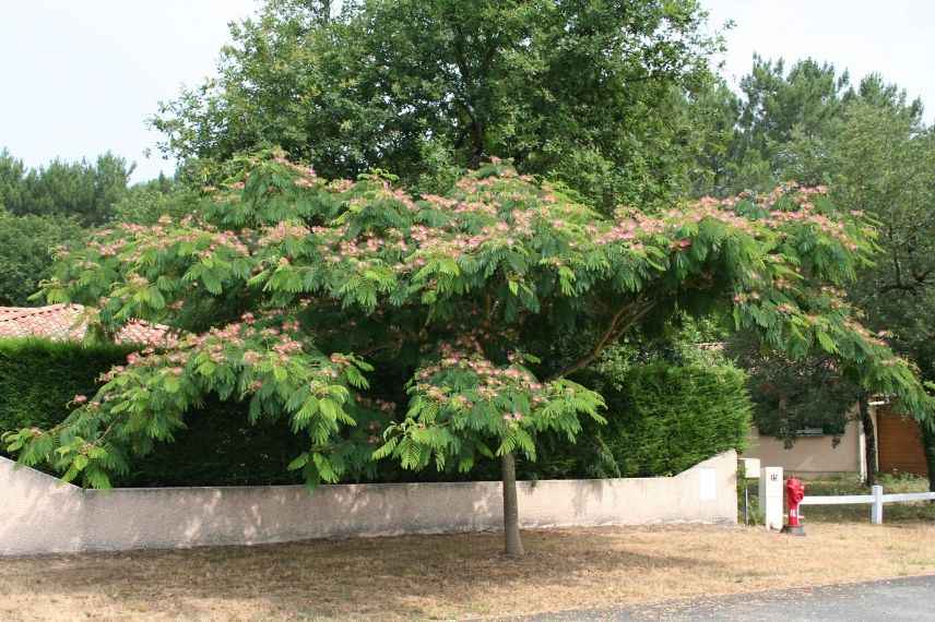 arbre a soie