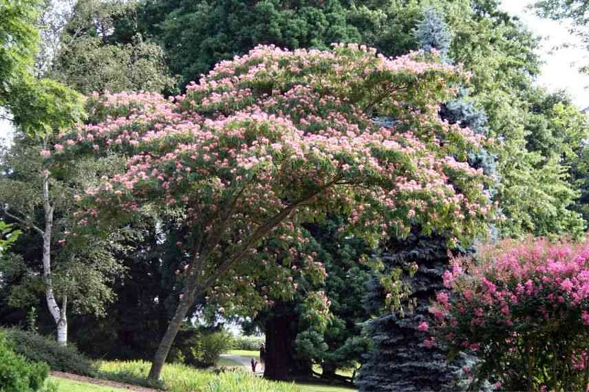 arbre a soie-quand et comment tailler