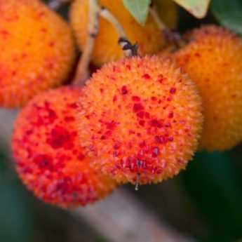 L’Arbouse : un fruit comestible à découvrir