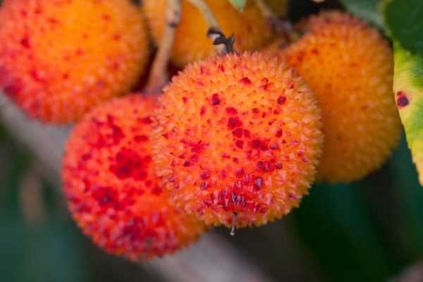 L’Arbouse : un fruit comestible à découvrir