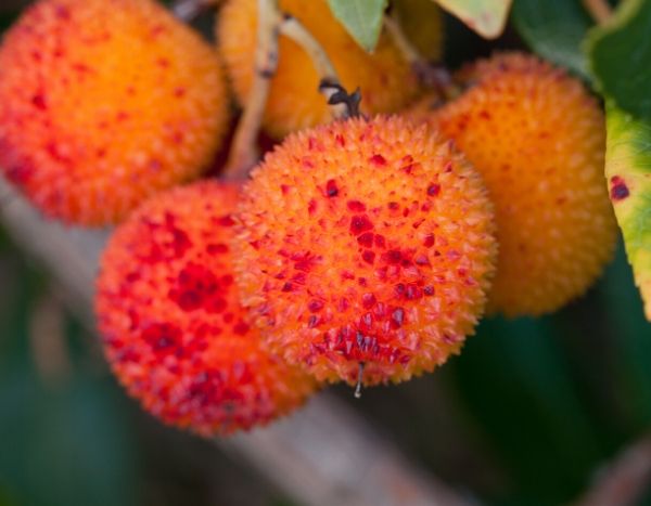 L’Arbouse : un fruit comestible à découvrir