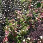 Physocarpus : 5 idées pour l'associer au jardin
