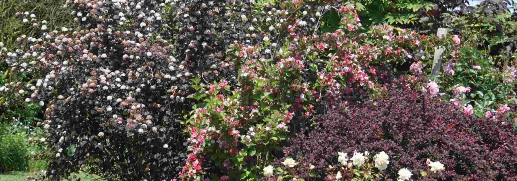 Physocarpus : 5 idées pour l'associer au jardin
