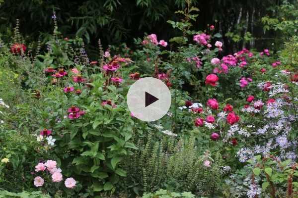 Accompagner les roses au jardin