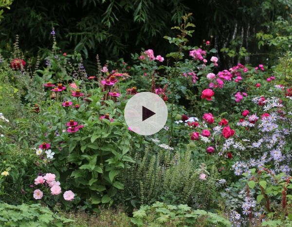 Accompagner les roses au jardin