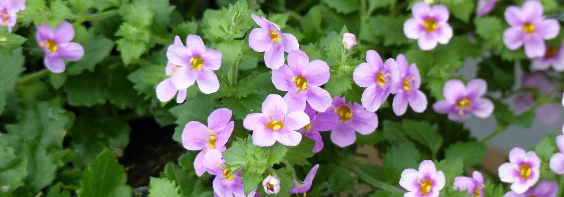 Bacopa : planter, cultiver, entretenir