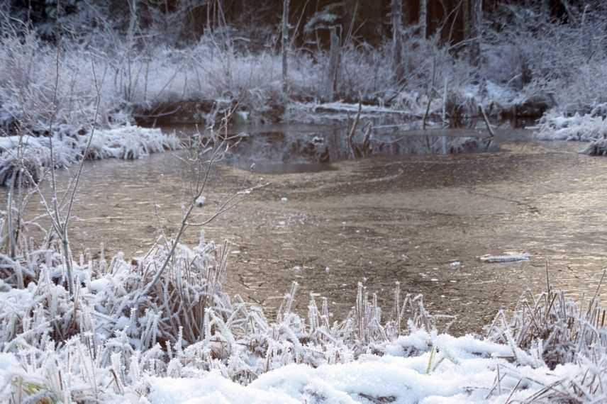 jardin hiver