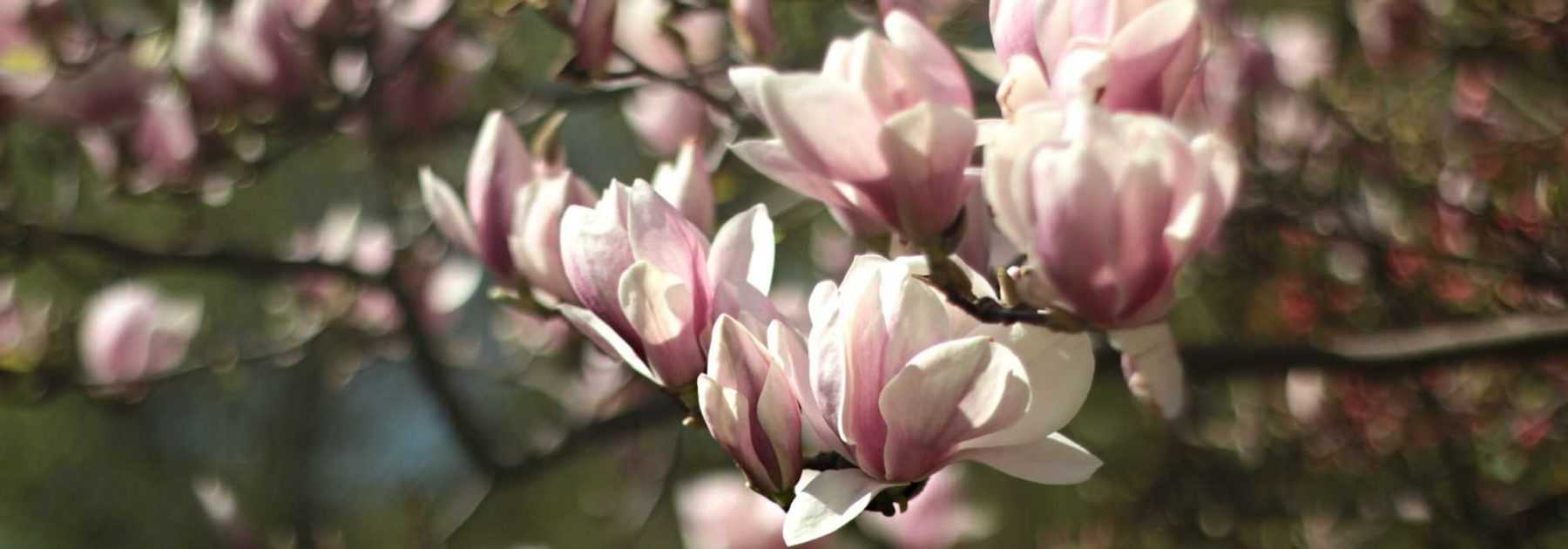 Magnolia : choisir la variété adaptée à votre jardin