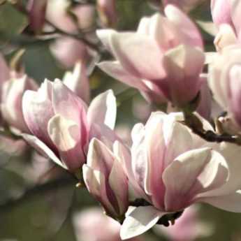 Magnolia : choisir la variété adaptée à votre jardin