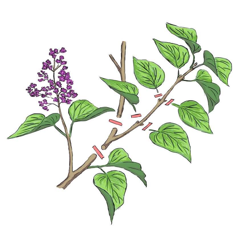 dessin de bouturage du lilas