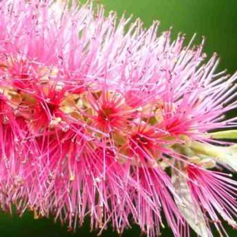 Callistemon, Rince-bouteille : comment le protéger du froid en hiver ?