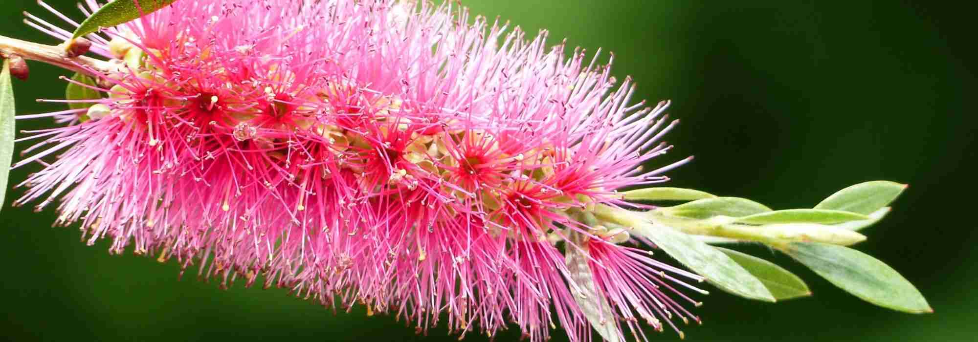 Callistemon, Rince-bouteille : comment le protéger du froid en hiver ?