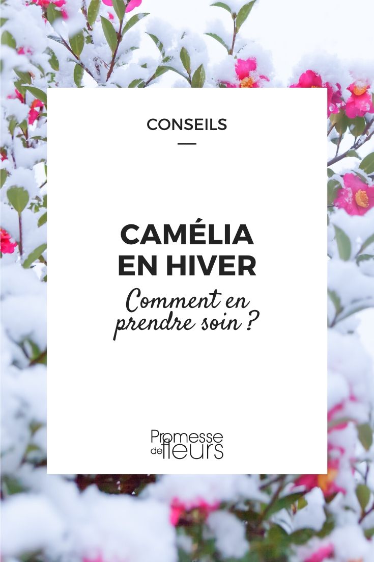 camelia en hiver : bien le soigner