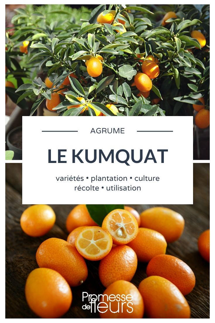 Kumquats : culture, entretien, récolte