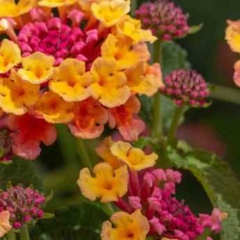 Lantana : comment l'hiverner ?