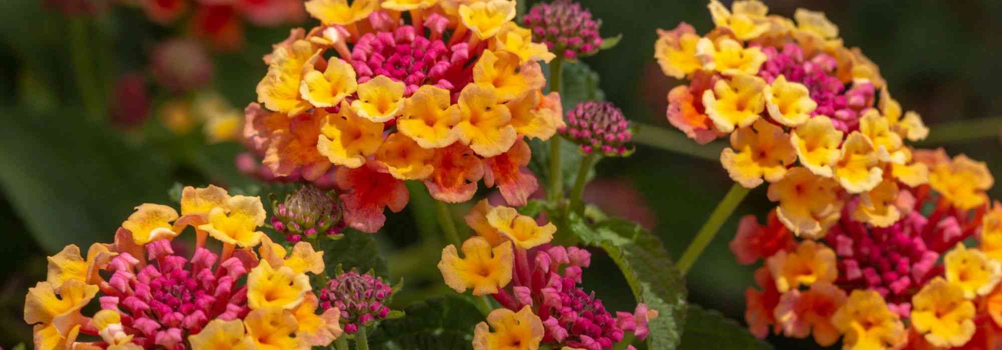 Lantana : comment l'hiverner ?