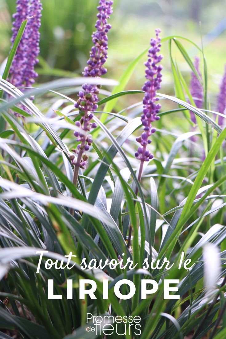 liriope tout savoir