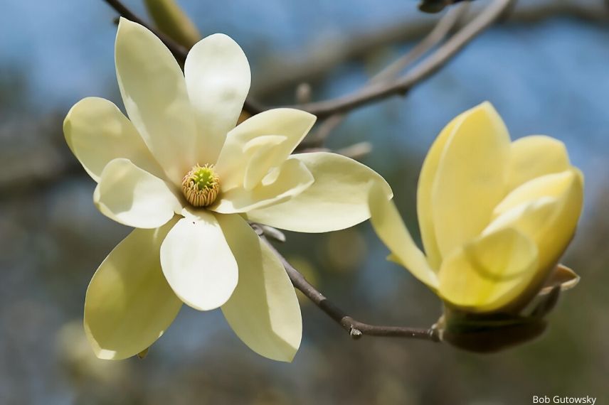 magnolia gold star