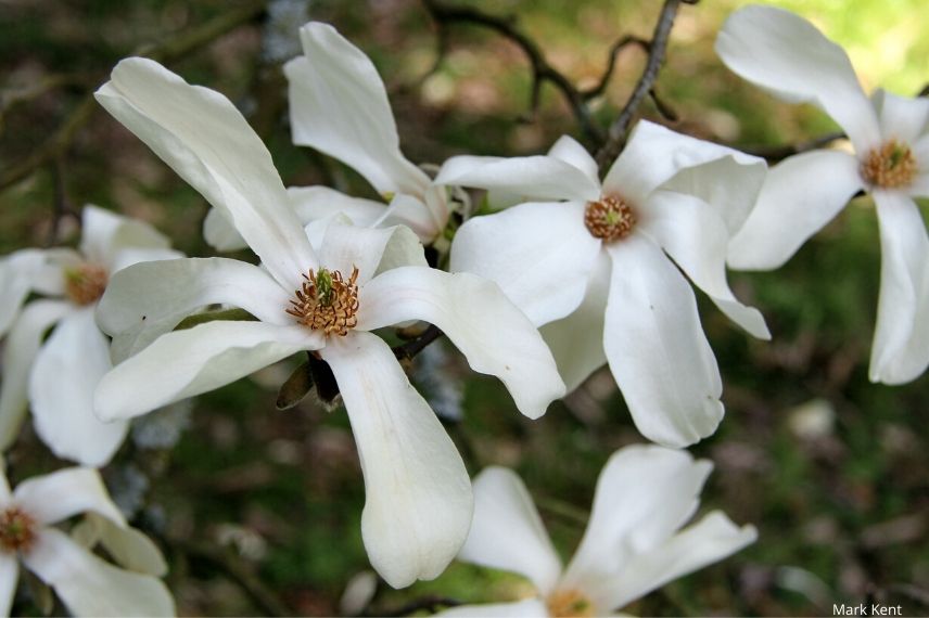 magnolia kobé