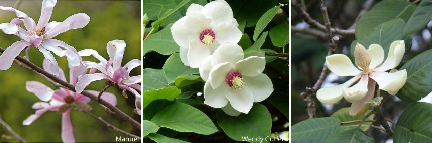 choisir un magnolia