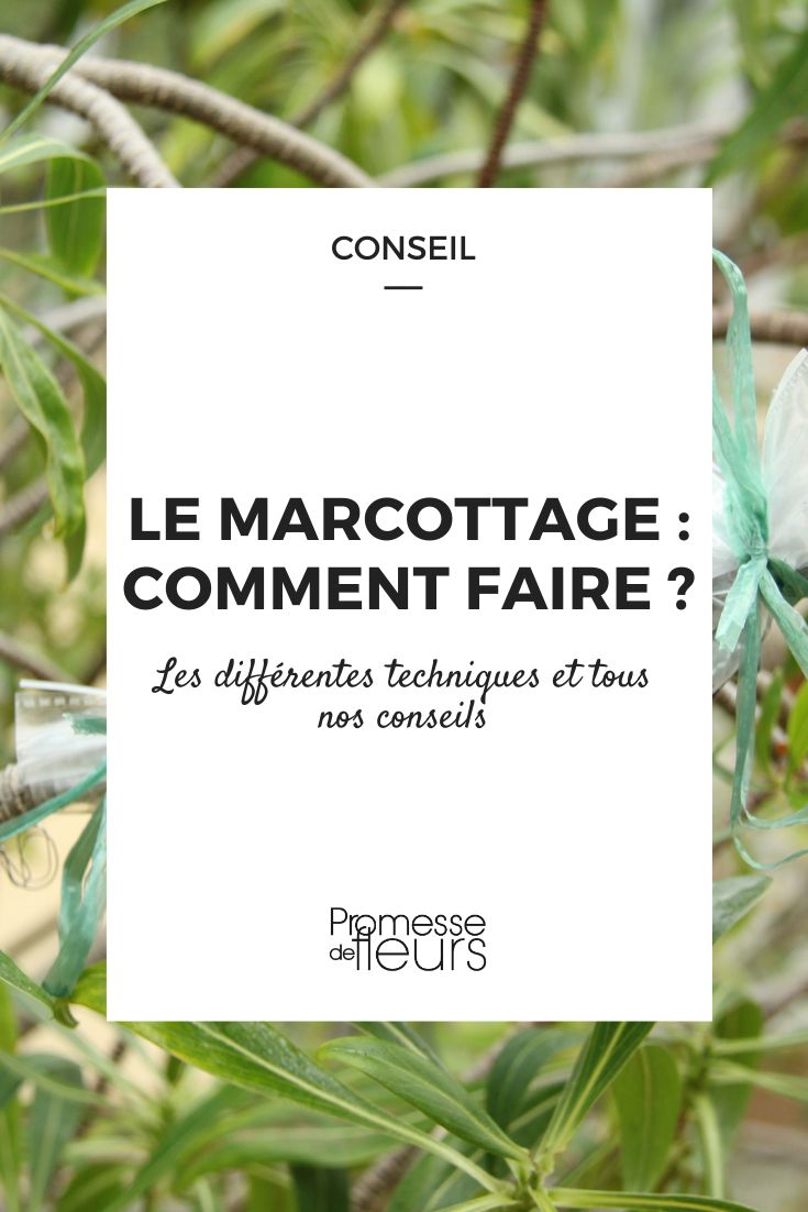 tout savoir sur le marcottage