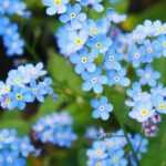 Myosotis : planter et semer