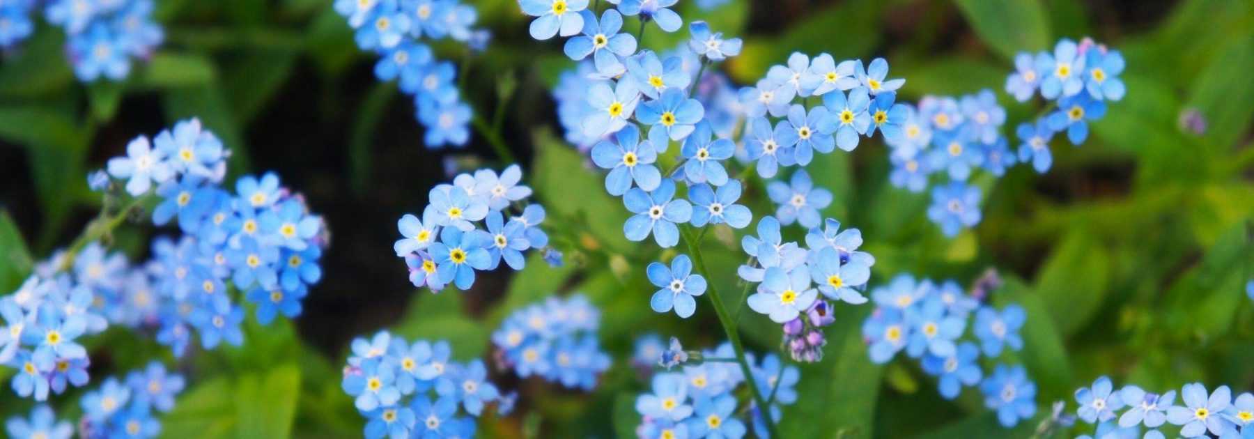 Myosotis : planter et semer