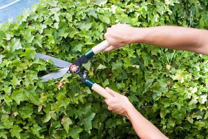 Cisaille en acier pour la taille de plantes, d'arbustes, de fleurs etc.