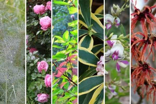 Rétrospective 2019 : les plantes préférées de l'équipe de rédaction
