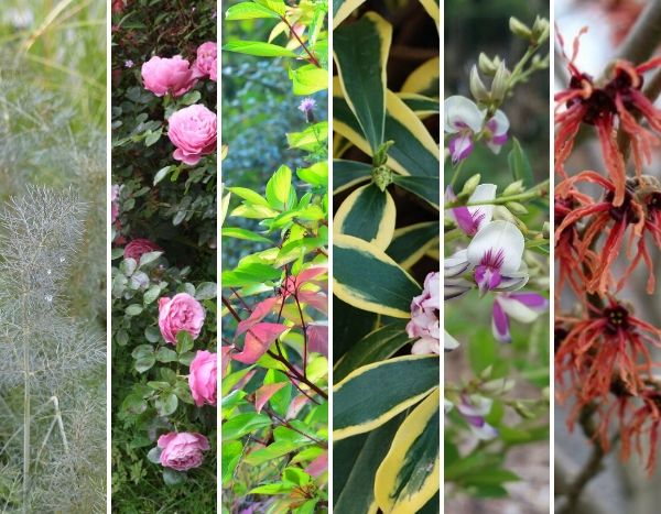 Rétrospective 2019 : les plantes préférées de l'équipe de rédaction