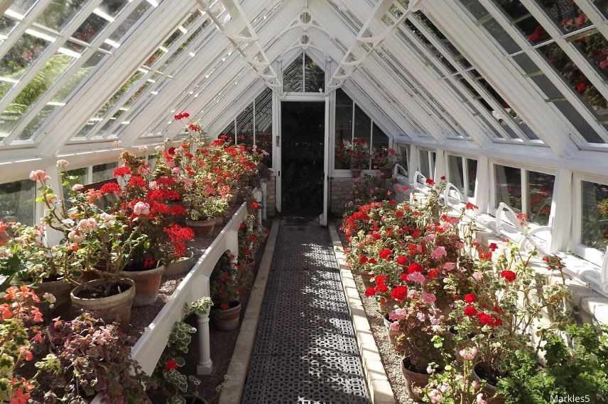 entretien pelargonium