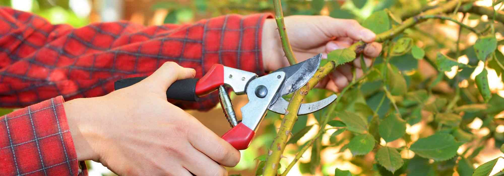 Sécateur de jardin avec pince à greffer