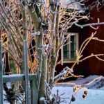 Que faire au jardin en hiver ?