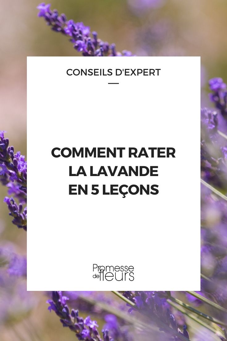 Comment rater sa lavande