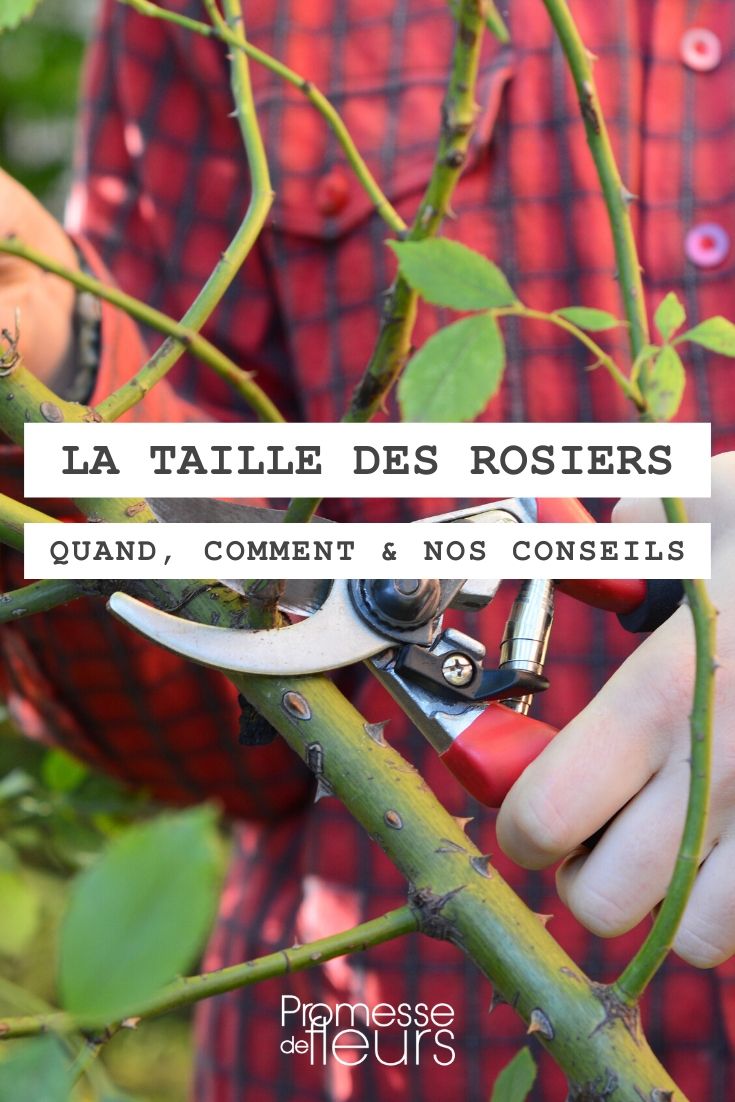 La taille des rosiers