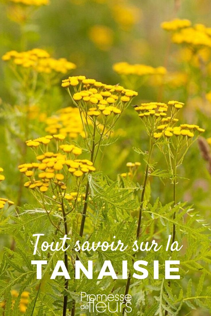 tanacetum tout savoir