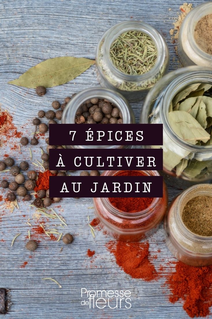 10 épices et herbes à toujours avoir chez soi