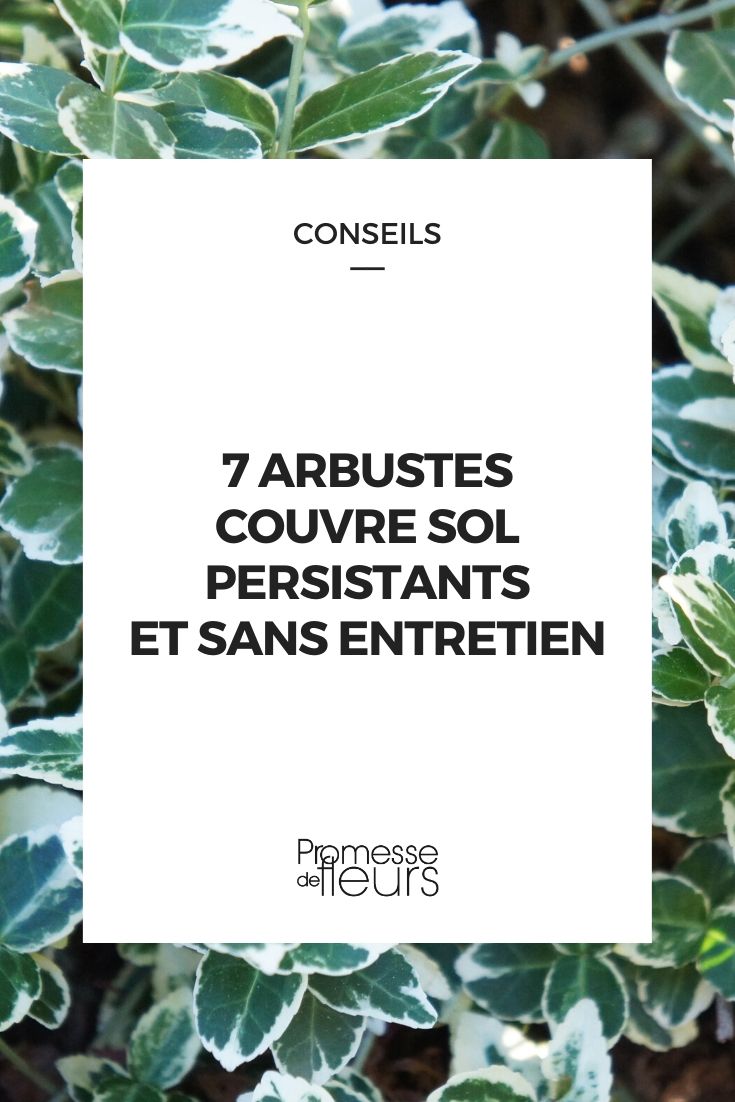 7 arbustes couvre sol persistants et sans entretien - Promesse de Fleurs