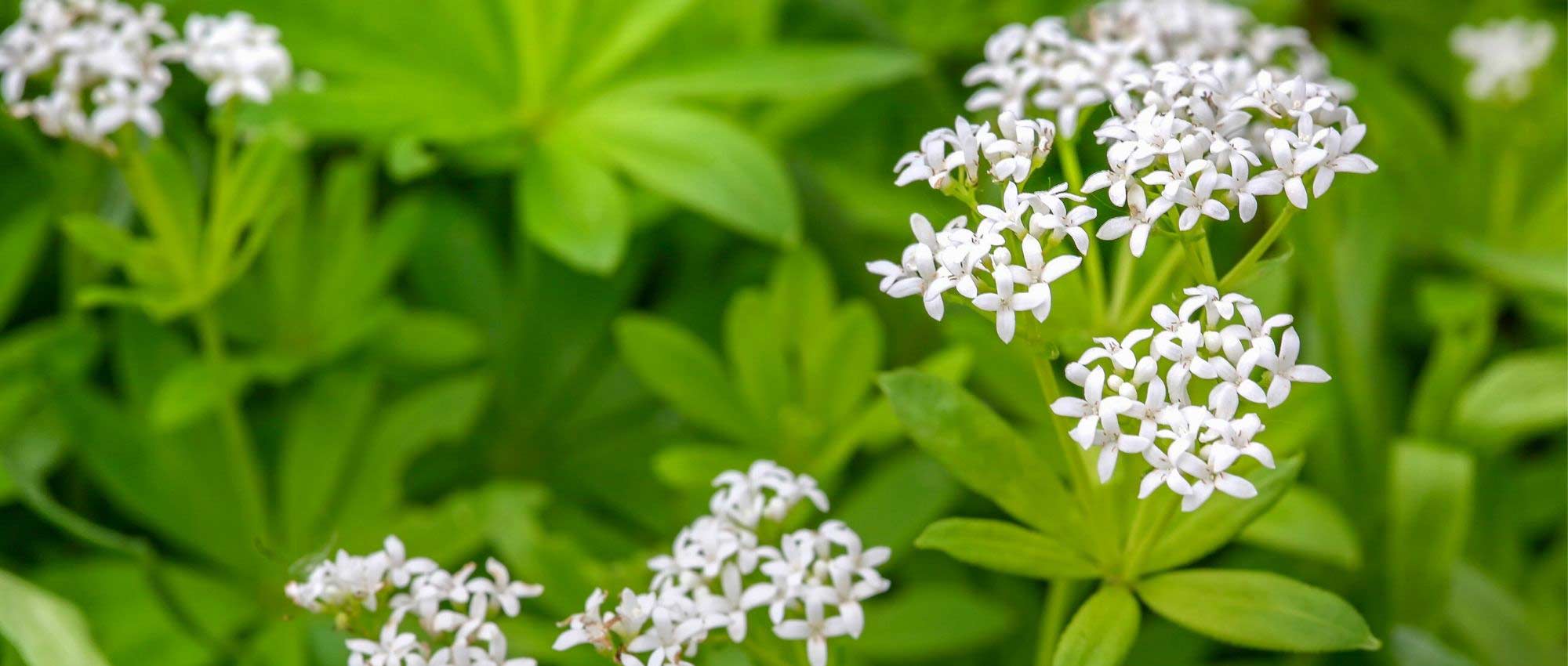 Aspérule : plantation, culture et entretien