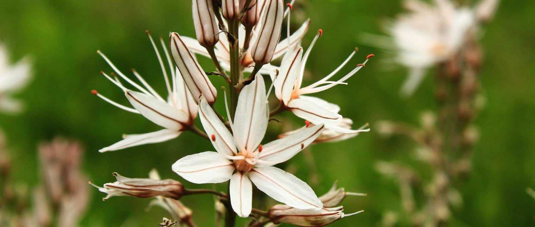 Asphodèle : planter, cultiver et entretenir